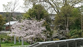 らむーるうらの桜