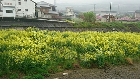 菜の花大束川１