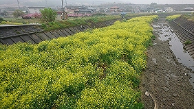 菜の花大束川